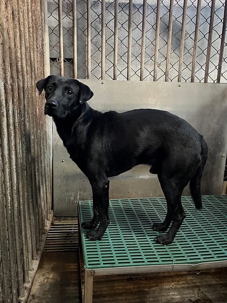 【待認養】混種犬 狗 (男生) - 彰化縣流浪狗中途之家