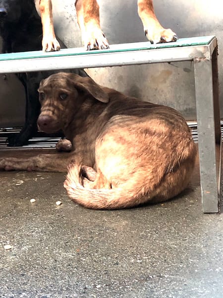 【待認養】混種犬 狗 (男生) - 彰化縣流浪狗中途之家