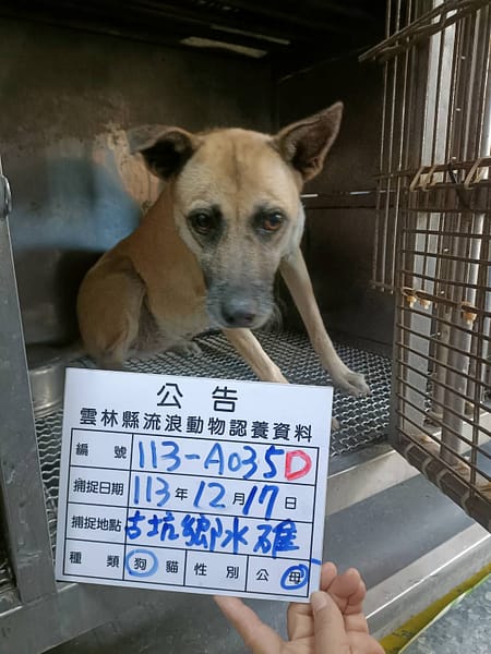 【待認養】混種犬 狗 (女生) - 雲林縣流浪動物收容所