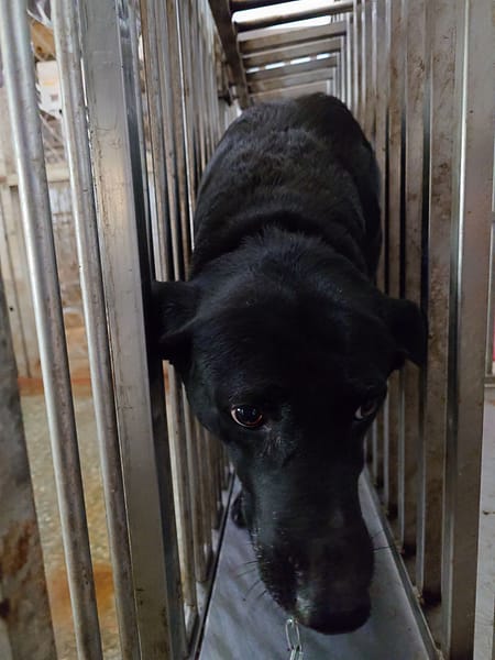 【待認養】混種犬 狗 (女生) - 臺南市動物之家善化站