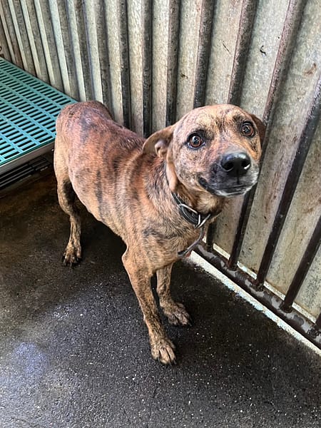 【待認養】混種犬 狗 (男生) - 彰化縣流浪狗中途之家