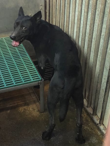 【待認養】混種犬 狗 (男生) - 彰化縣流浪狗中途之家