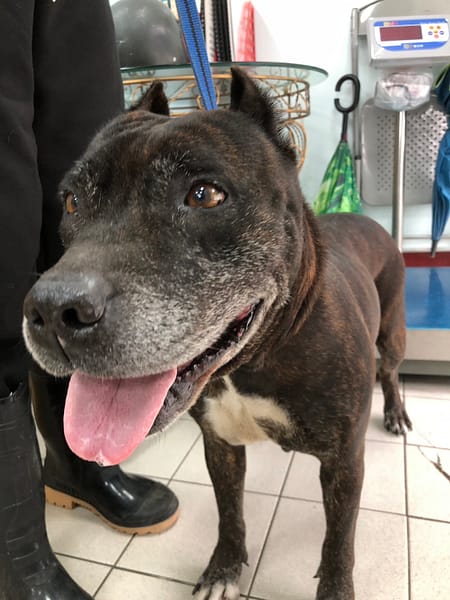 【待認養】混種犬 狗 (女生) - 彰化縣流浪狗中途之家