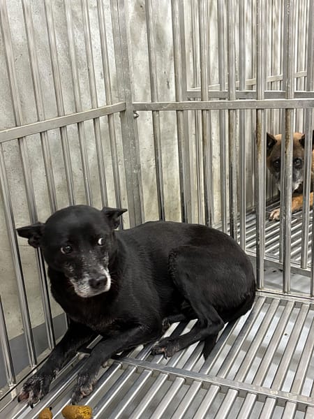 【待認養】混種犬 狗 (女生) - 基隆市寵物銀行