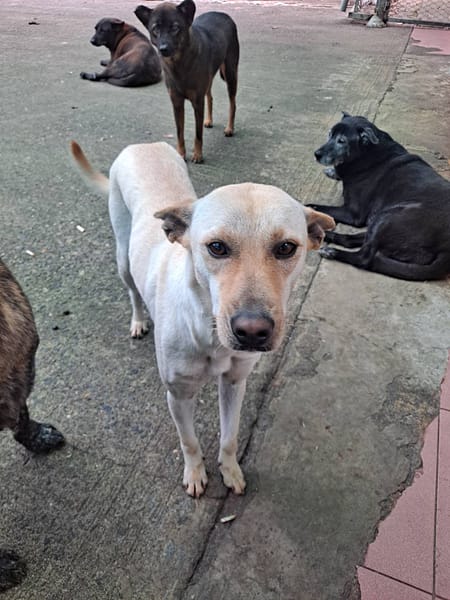 【待認養】混種犬 狗 (女生) - 屏東縣公立犬貓中途之家