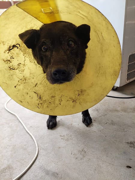 【待認養】混種犬 狗 (男生) - 新北市五股區公立動物之家