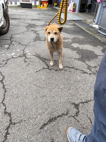 【待認養】混種犬 狗 (男生) - 新北市板橋區公立動物之家