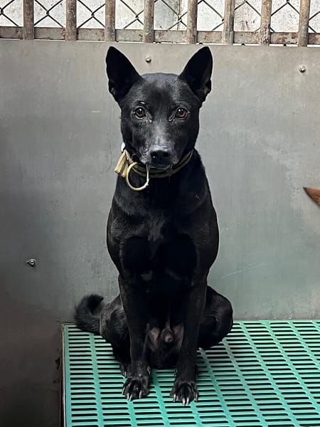 【待認養】混種犬 狗 (男生) - 彰化縣流浪狗中途之家