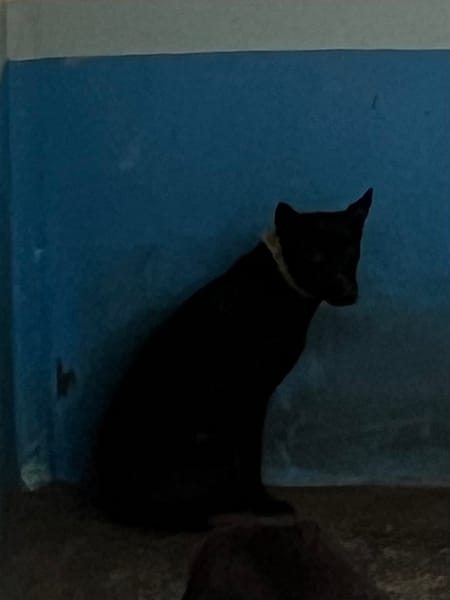 【待認養】混種犬 狗 (女生) - 苗栗縣動物保護教育園區