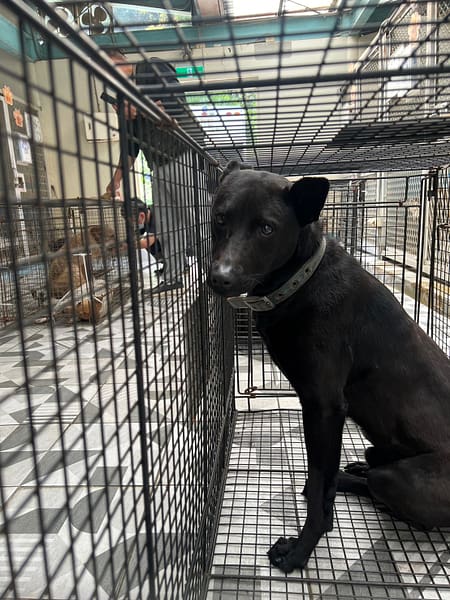 【待認養】混種犬 狗 (男生) - 苗栗縣動物保護教育園區