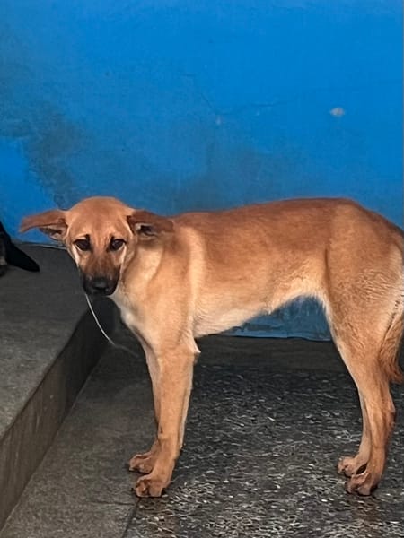 【待認養】混種犬 狗 (女生) - 苗栗縣動物保護教育園區