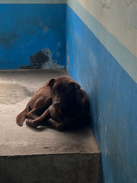 【待認養】混種犬 狗 (男生) - 苗栗縣動物保護教育園區