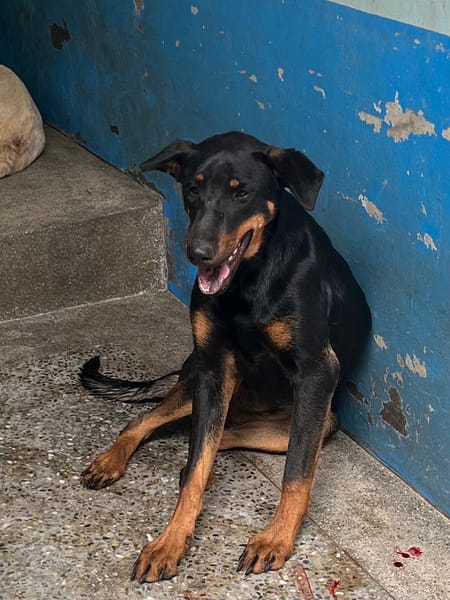 【待認養】混種犬 狗 (女生) - 苗栗縣動物保護教育園區