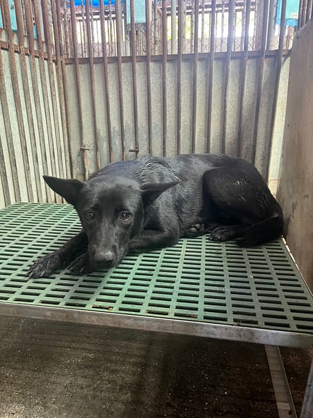 【待認養】混種犬 狗 (女生) - 彰化縣流浪狗中途之家