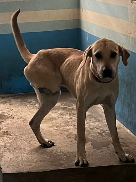 【待認養】混種犬 狗 (男生) - 苗栗縣動物保護教育園區