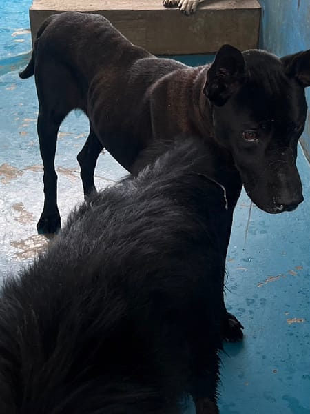 【待認養】混種犬 狗 (男生) - 苗栗縣動物保護教育園區