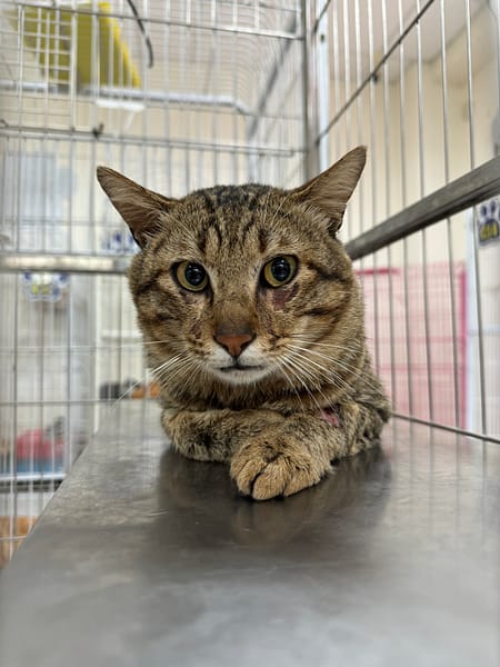 【待認養】混種貓 貓 (男生) - 苗栗縣動物保護教育園區