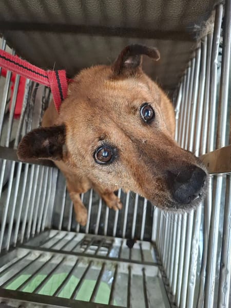 【待認養】混種犬 狗 (女生) - 臺北市動物之家