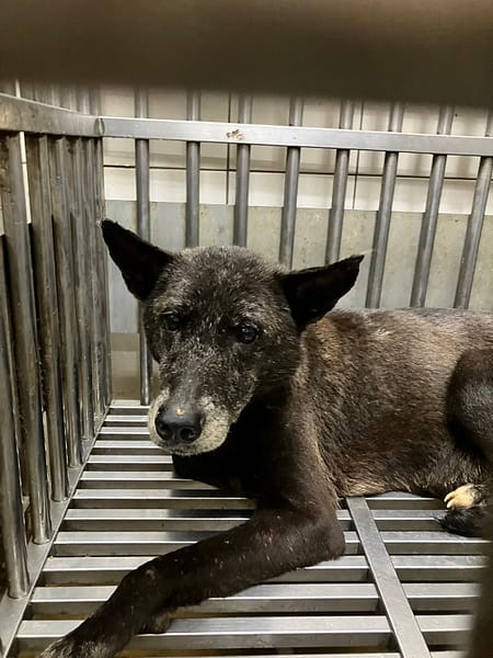 【待認養】混種犬 狗 (女生) - 新北市新店區公立動物之家