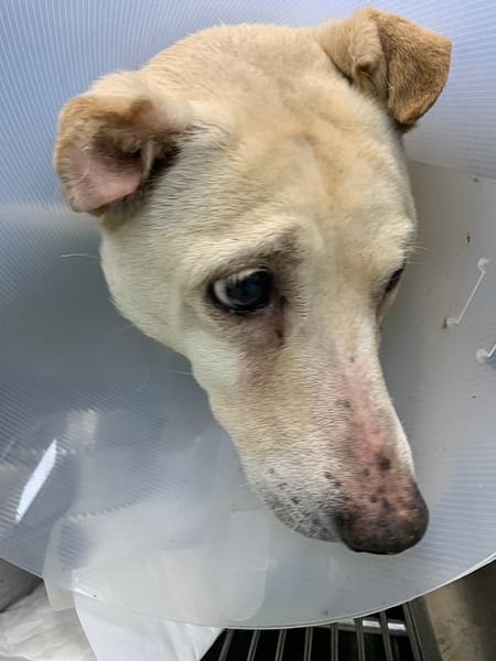 【待認養】混種犬 狗 (女生) - 新北市八里區公立動物之家