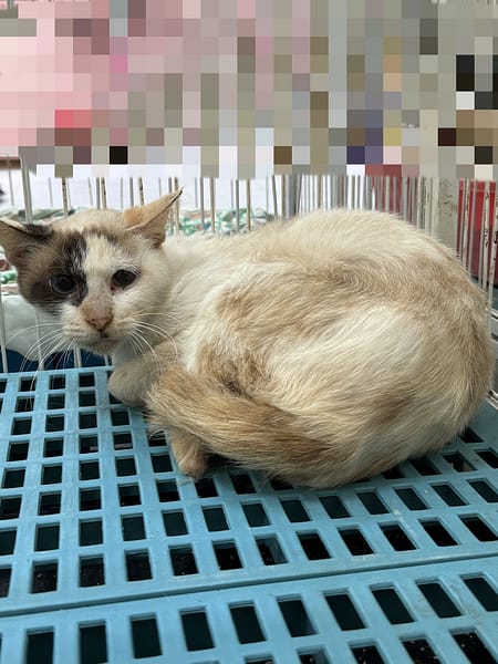 【待認養】混種貓 貓 (女生) - 苗栗縣動物保護教育園區