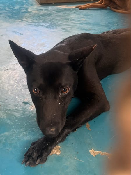 【待認養】混種犬 狗 (男生) - 苗栗縣動物保護教育園區