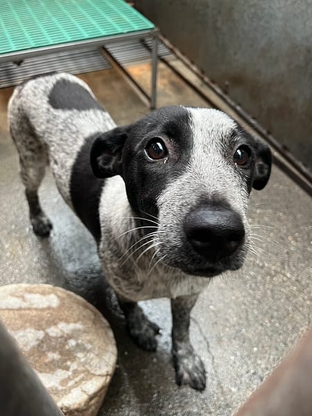 【待認養】混種犬 狗 (女生) - 彰化縣流浪狗中途之家