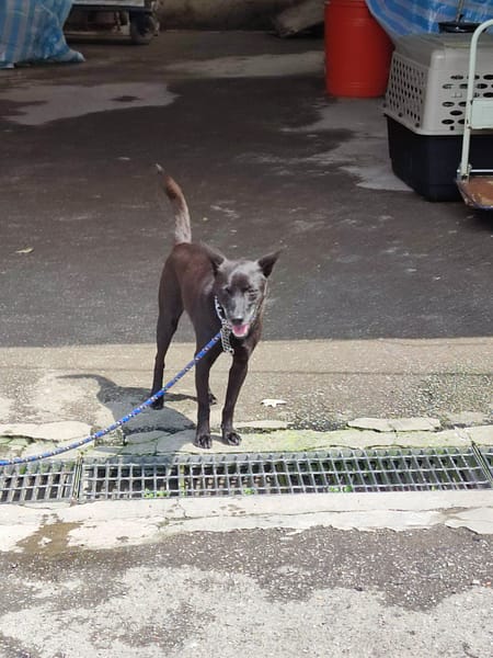 【待認養】混種犬 狗 (男生) - 新北市中和區公立動物之家