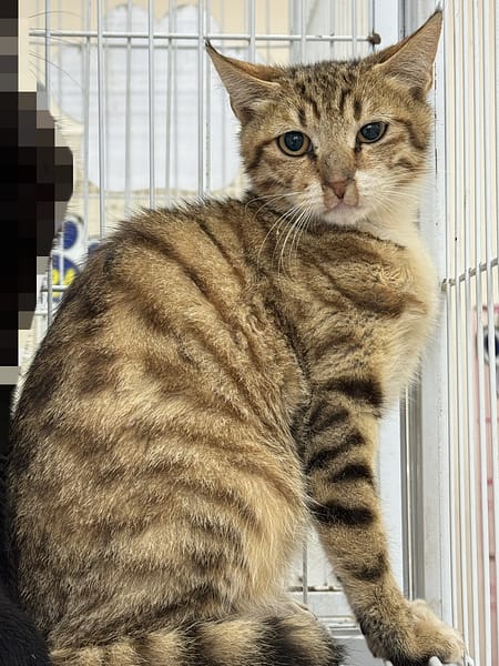 【待認養】混種貓 貓 (男生) - 苗栗縣動物保護教育園區