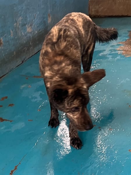 【待認養】混種犬 狗 (男生) - 苗栗縣動物保護教育園區