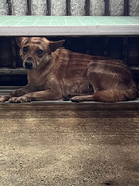 【待認養】混種犬 狗 (女生) - 彰化縣流浪狗中途之家