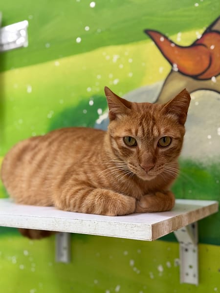 【待認養】混種貓 貓 (男生) - 苗栗縣動物保護教育園區