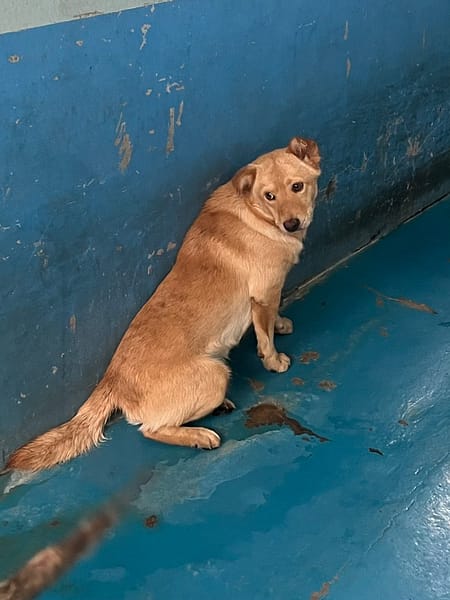 【待認養】混種犬 狗 (男生) - 苗栗縣動物保護教育園區