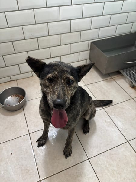 【待認養】混種犬 狗 (女生) - 新北市五股區公立動物之家