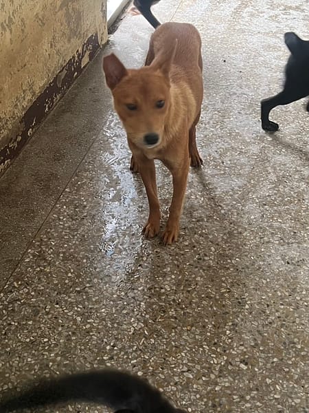 【待認養】混種犬 狗 (女生) - 苗栗縣動物保護教育園區