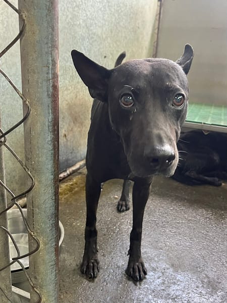 【待認養】混種犬 狗 (男生) - 彰化縣流浪狗中途之家