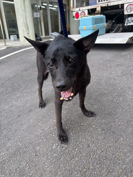 【待認養】混種犬 狗 (男生) - 基隆市寵物銀行