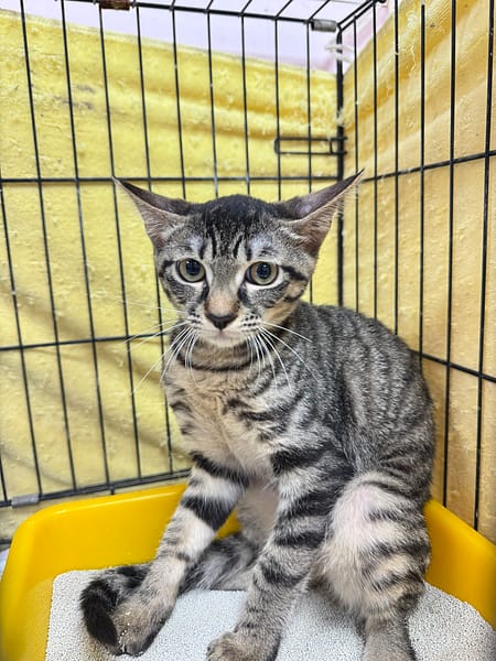 【待認養】混種貓 貓 (女生) - 新北市八里區公立動物之家