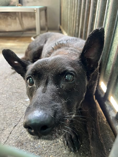【待認養】混種犬 狗 (男生) - 彰化縣流浪狗中途之家