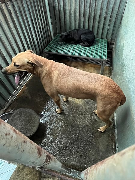 【待認養】混種犬 狗 (女生) - 彰化縣流浪狗中途之家