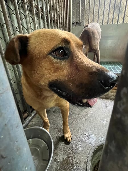 【待認養】混種犬 狗 (男生) - 彰化縣流浪狗中途之家