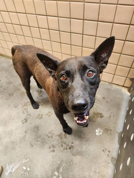 【待認養】混種犬 狗 (男生) - 新北市淡水區公立動物之家