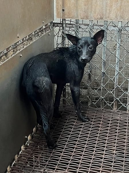 【待認養】混種犬 狗 (女生) - 彰化縣流浪狗中途之家