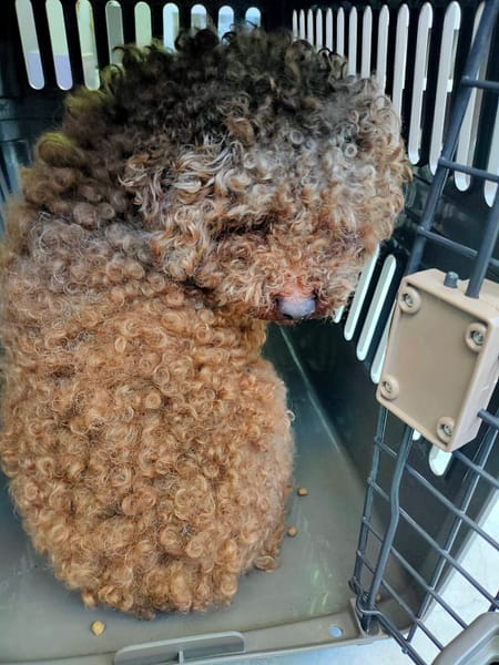 【待認養】貴賓犬 狗 (男生) - 新北市五股區公立動物之家