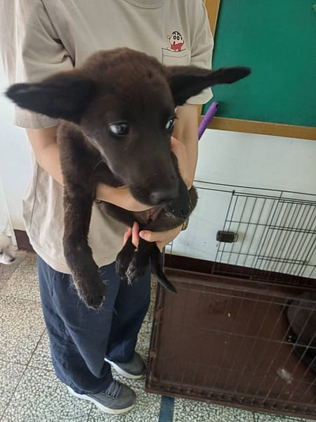 【待認養】混種犬 狗 (女生) - 桃園市動物保護教育園區