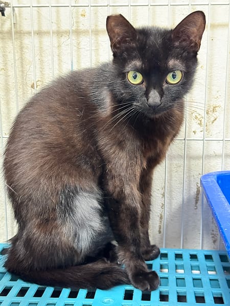 【待認養】混種貓 貓 (女生) - 苗栗縣動物保護教育園區