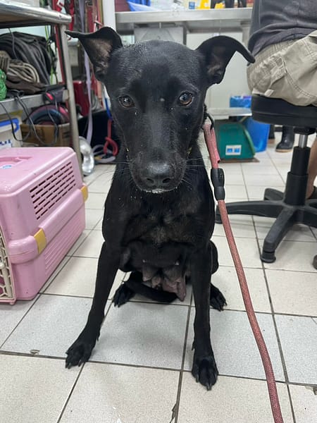 【待認養】混種犬 狗 (女生) - 彰化縣流浪狗中途之家