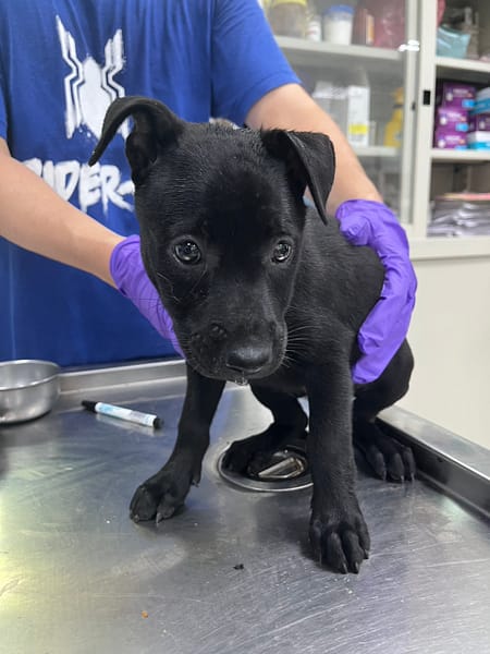 【待認養】混種犬 狗 (女生) - 彰化縣流浪狗中途之家