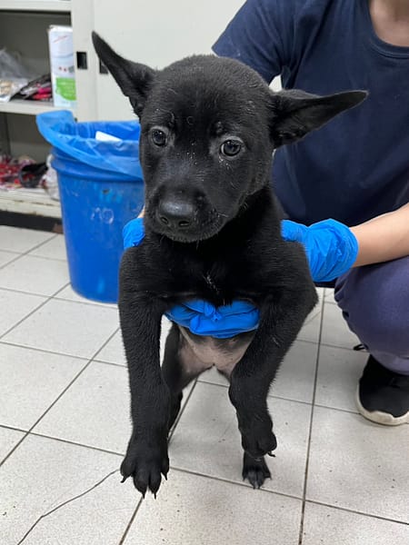 【待認養】混種犬 狗 (女生) - 彰化縣流浪狗中途之家