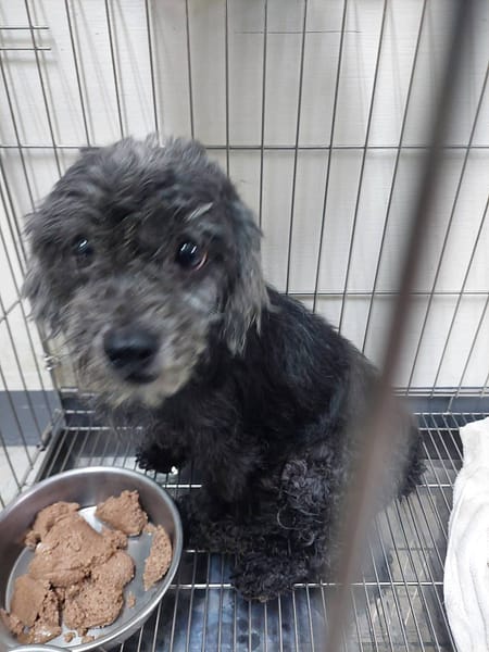 【待認養】貴賓犬 狗 (男生) - 新北市五股區公立動物之家